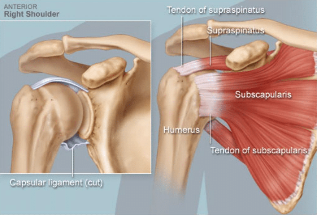 Anterior right shoulder diagram