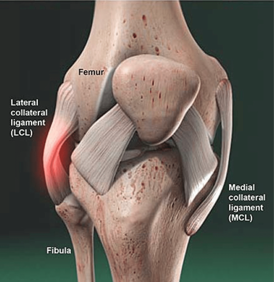 Knee 3D diagram