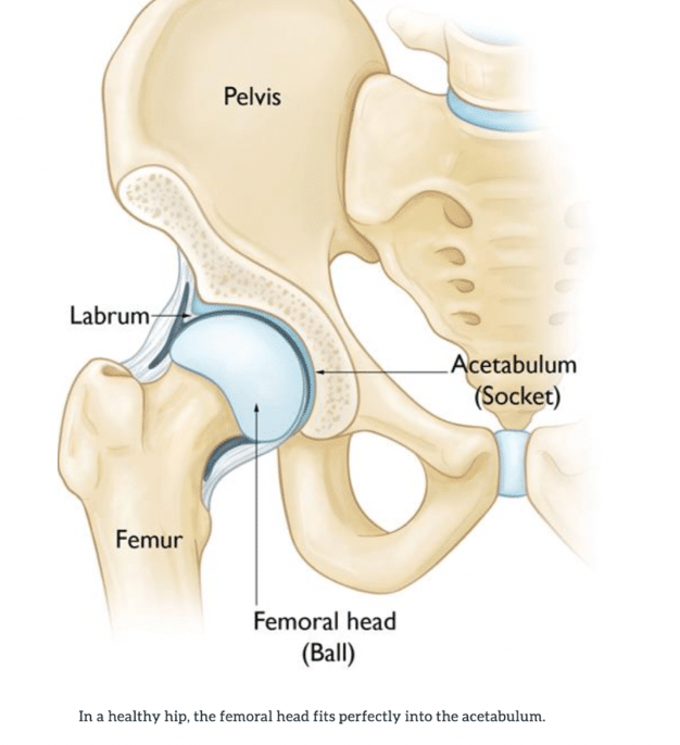 Diagram of the hip