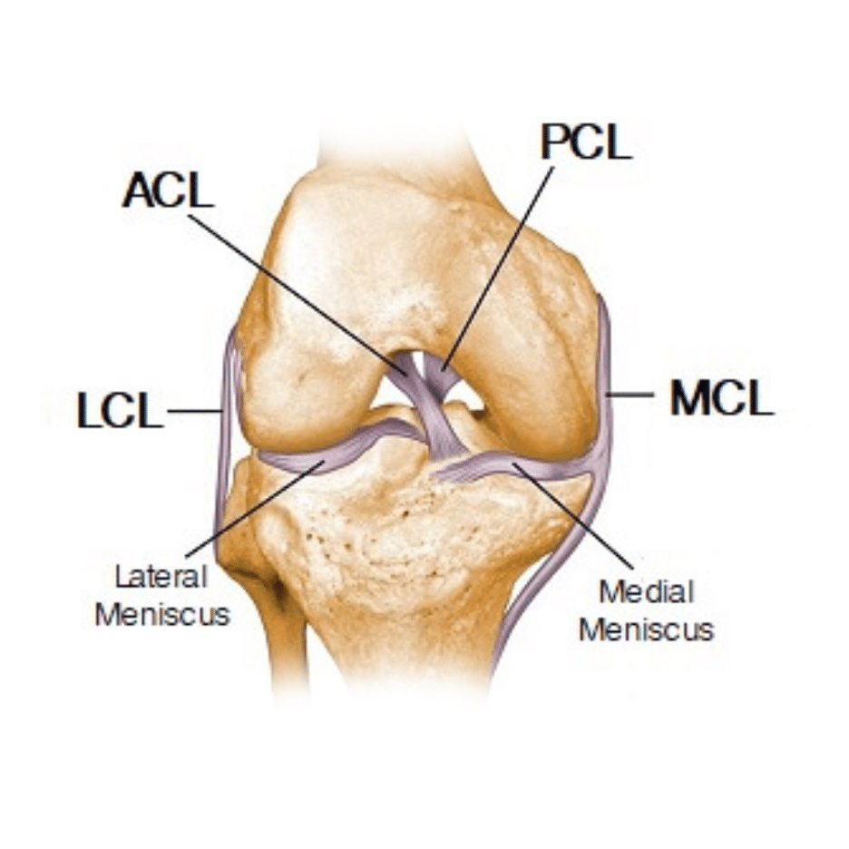 Parts of the knee diagram