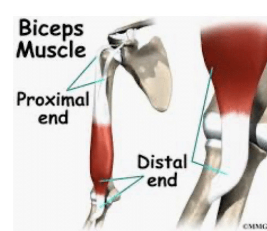 biceps rupture treatment boise